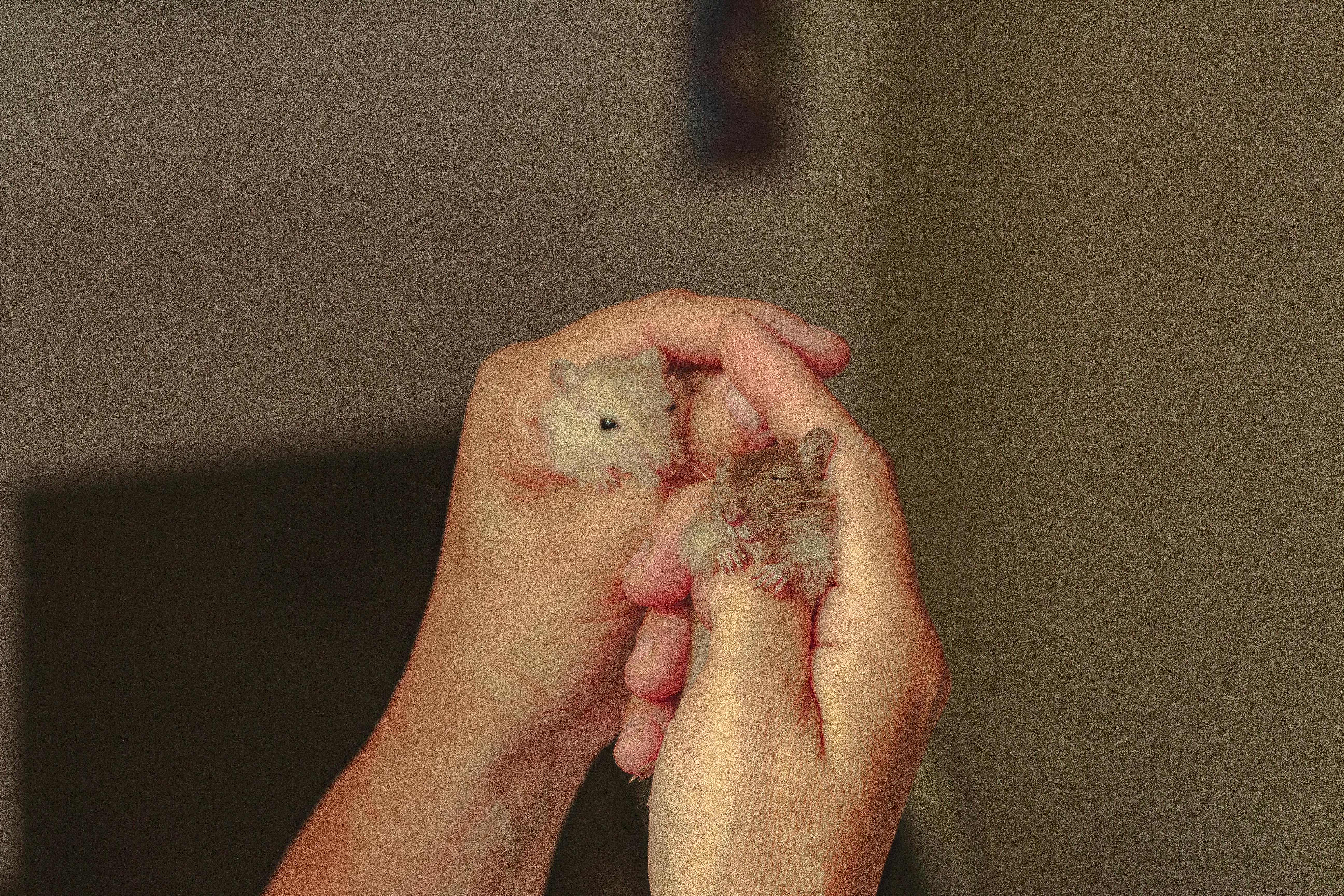 Popular Hamster Breeds