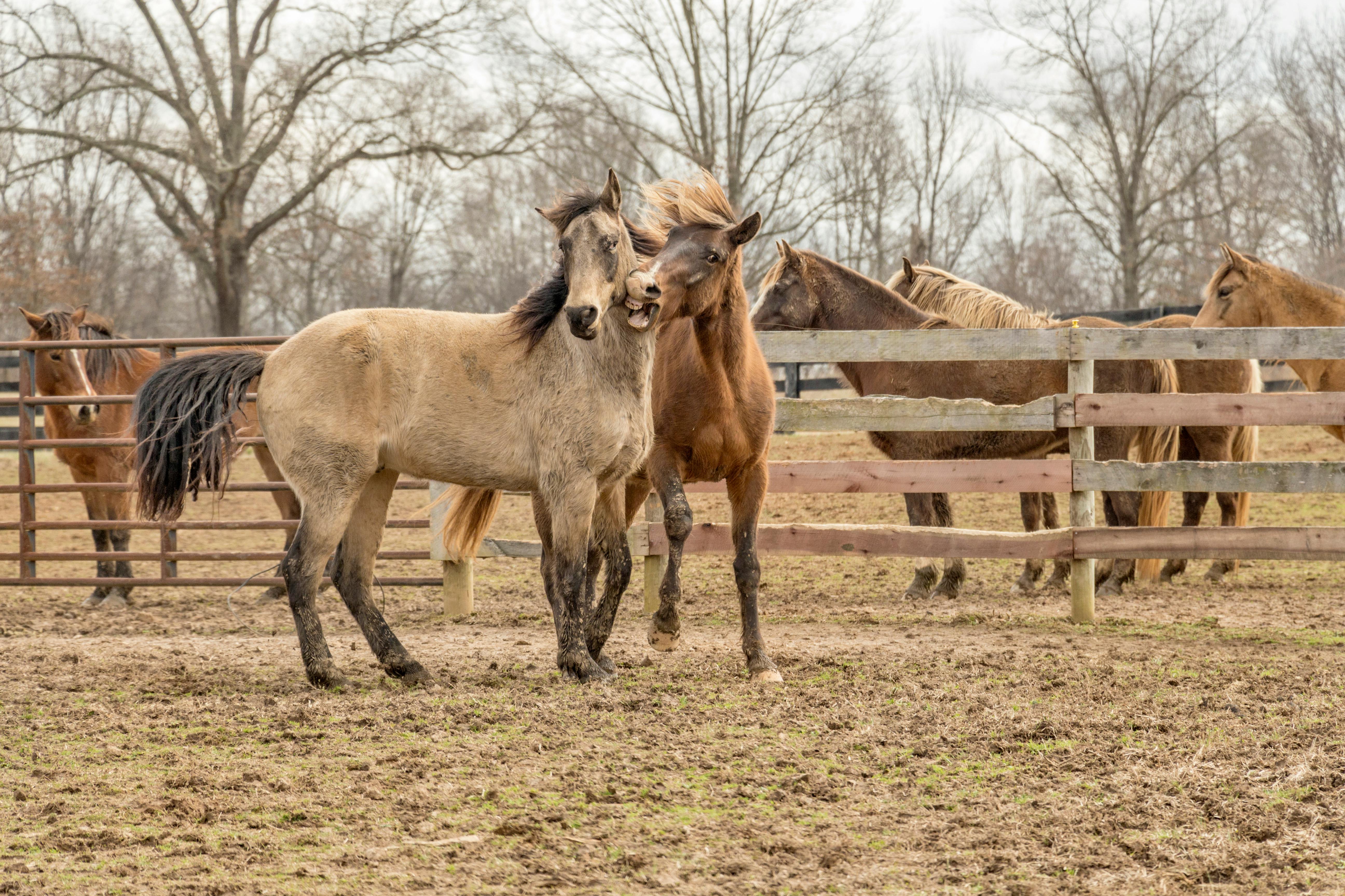 Farm Animals Auction