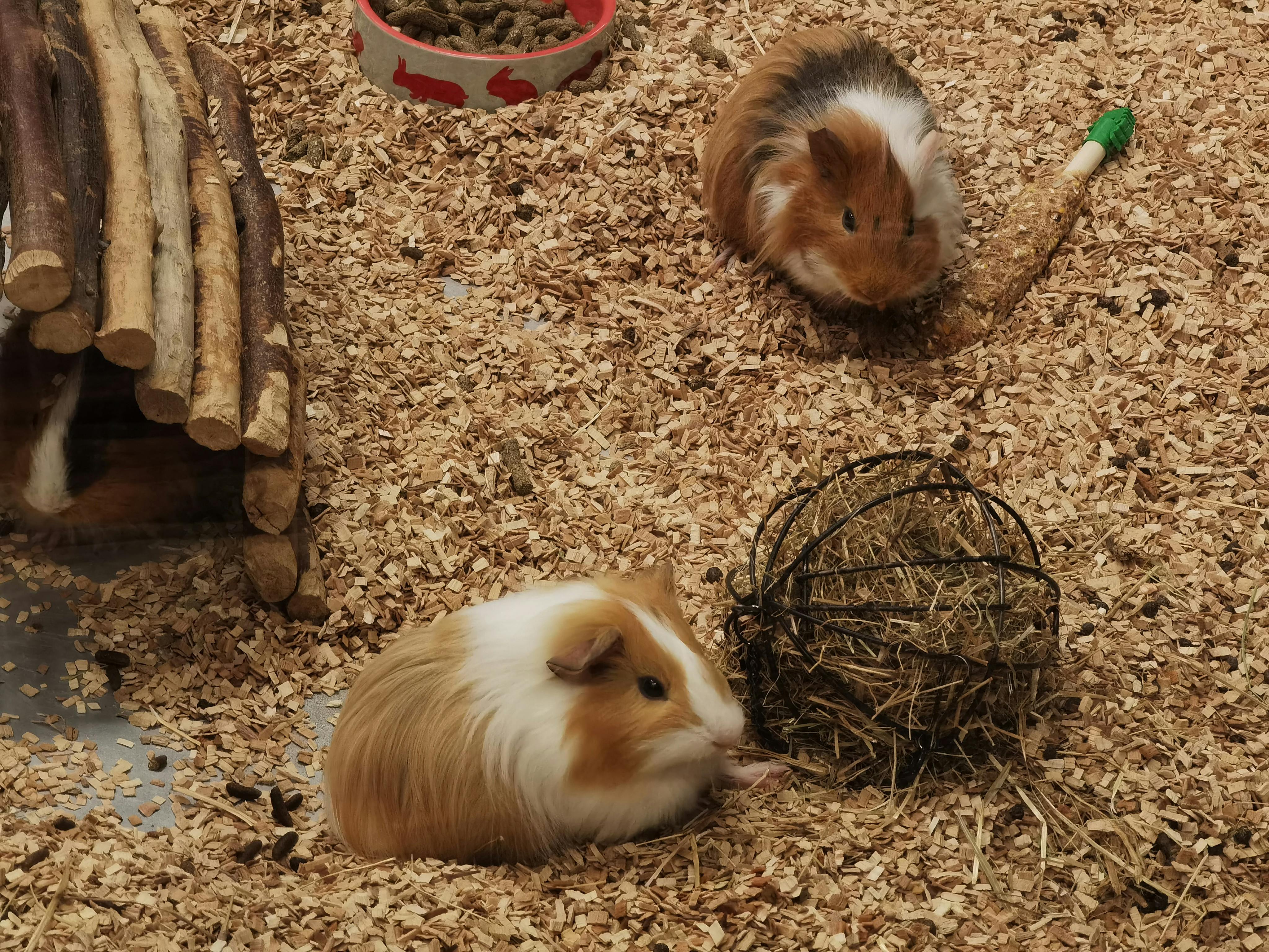 Guinea Pigs Life Span