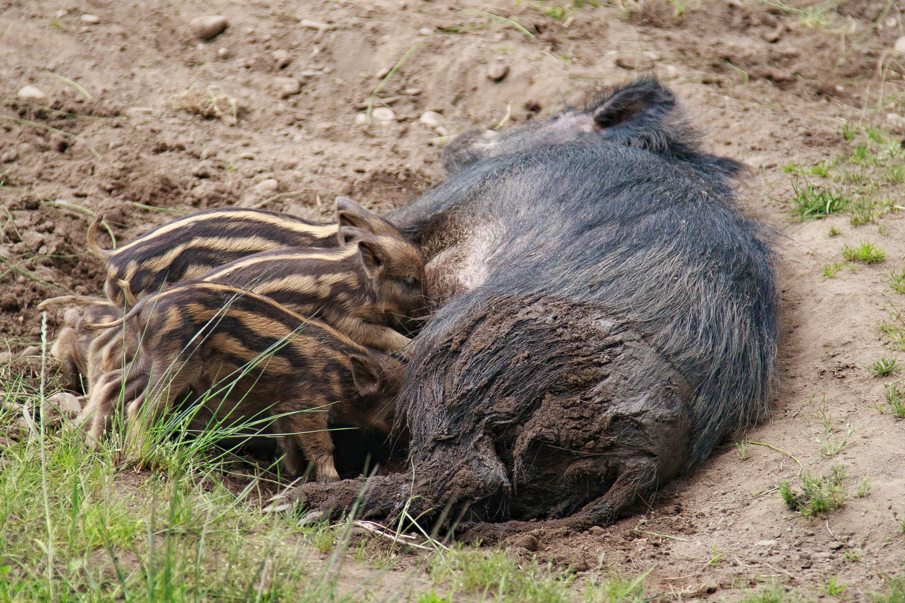 Piglets for Sale