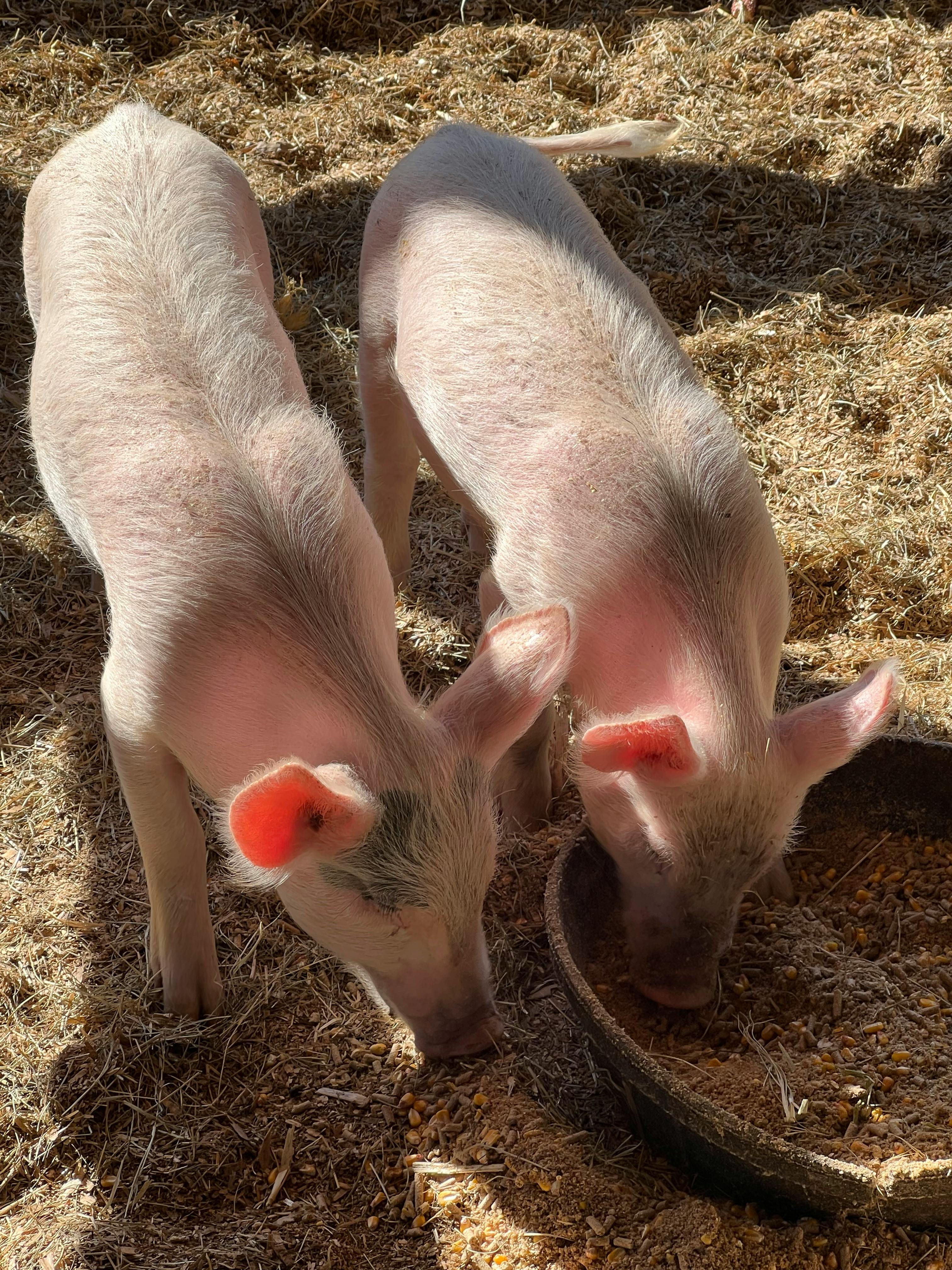 Healthy Piglets for Sale