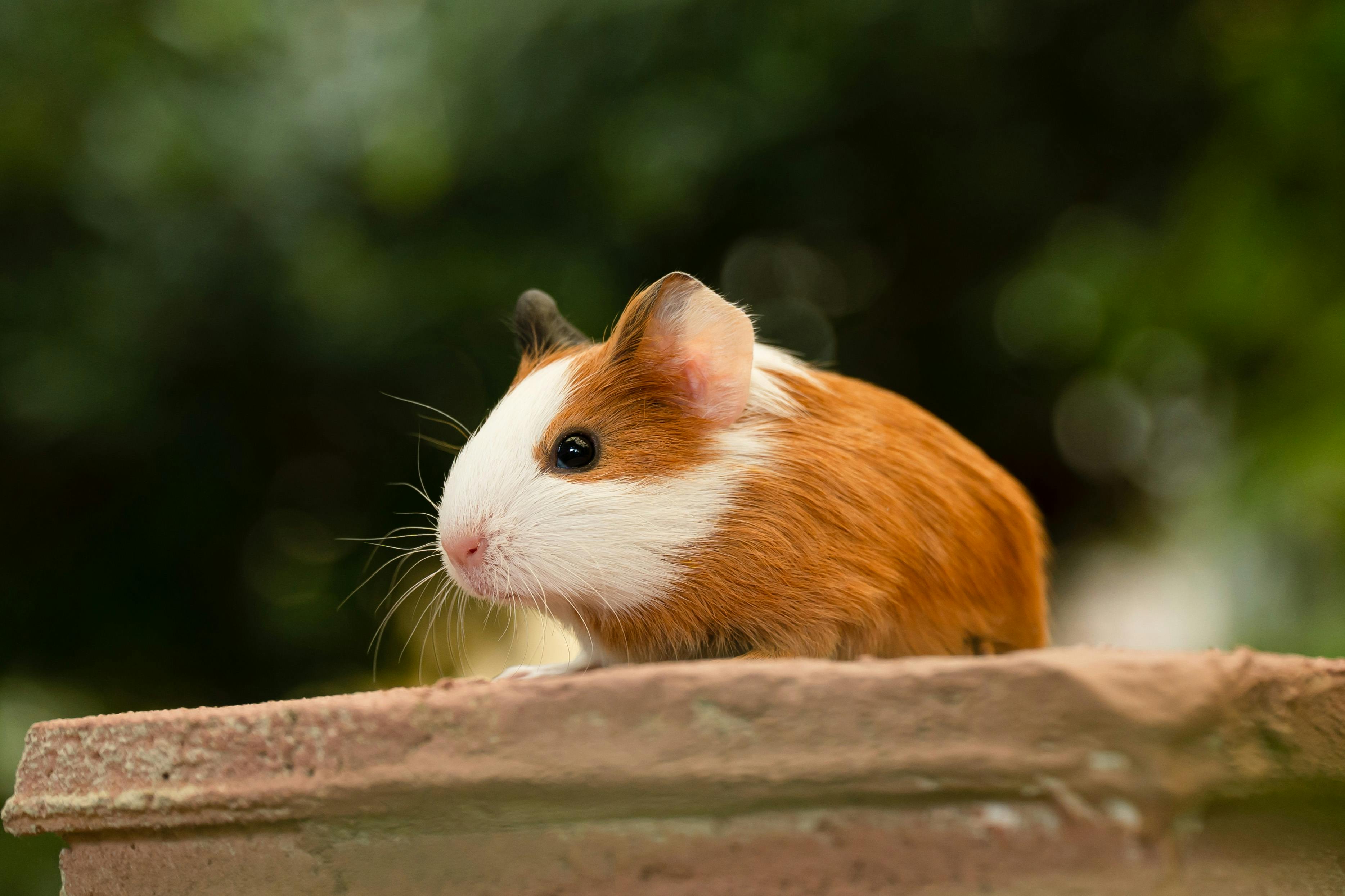 Guineas for Sale