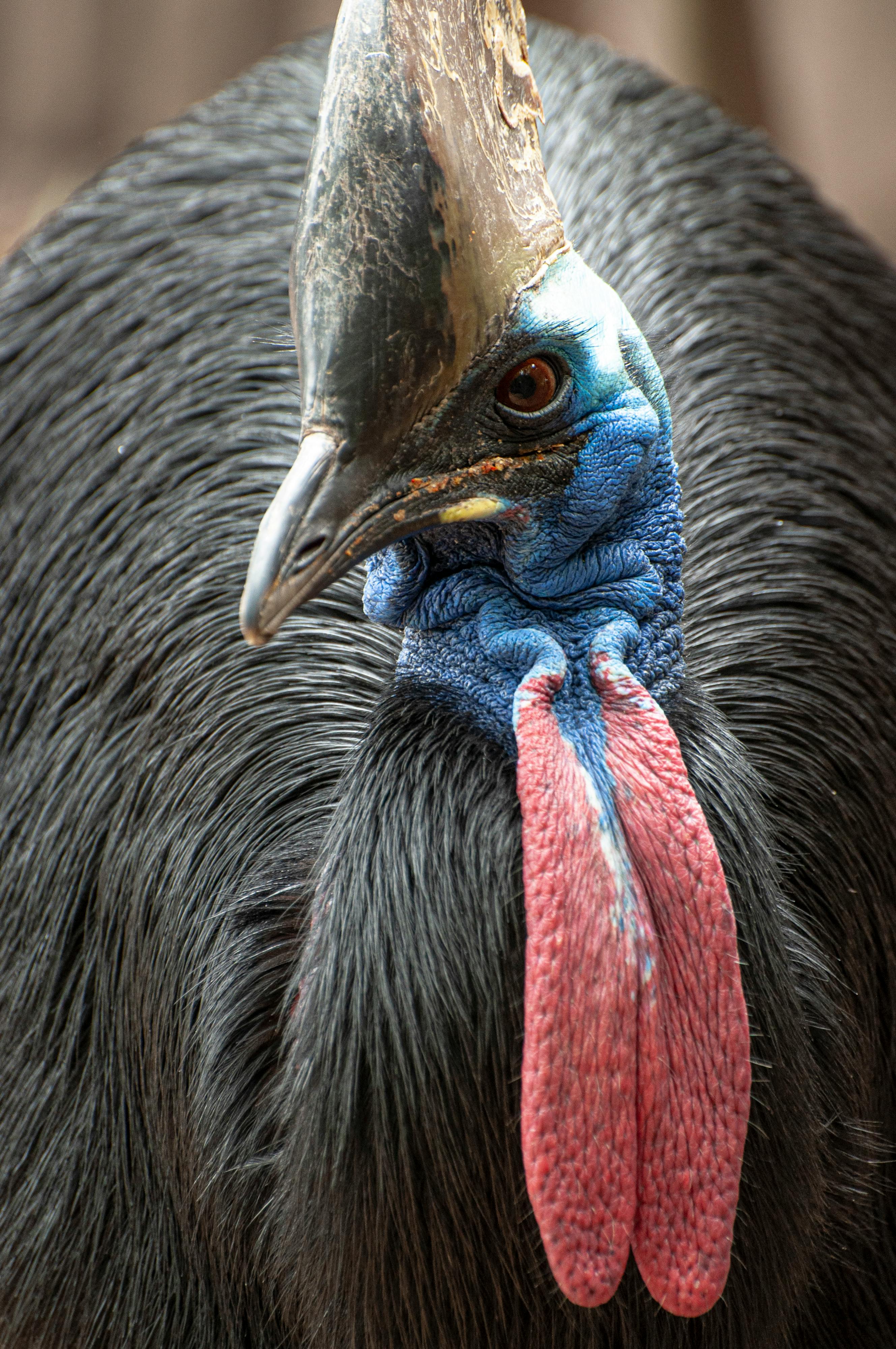 Guineas Breeds for Sale