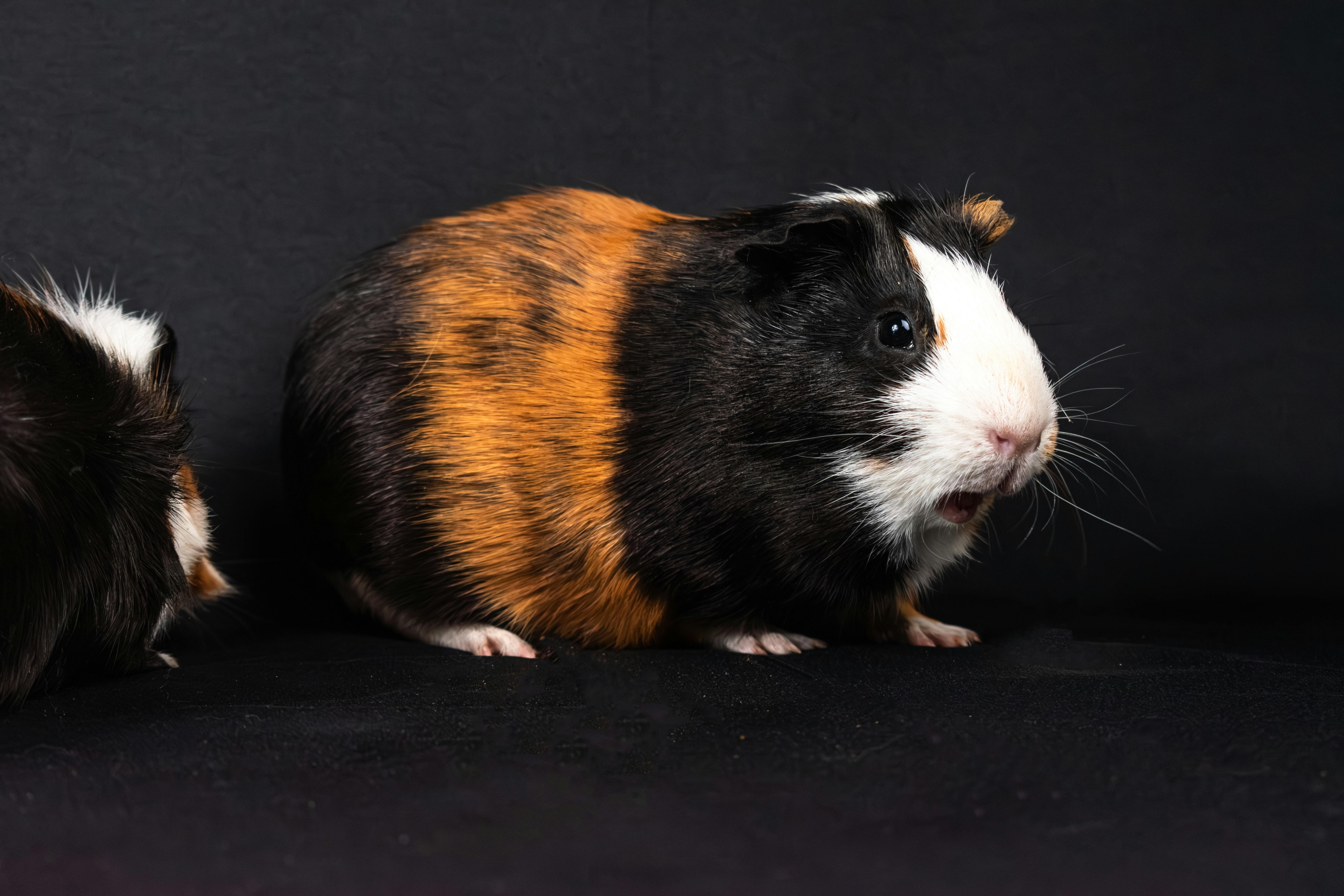 Optimized Hamster Sunroof