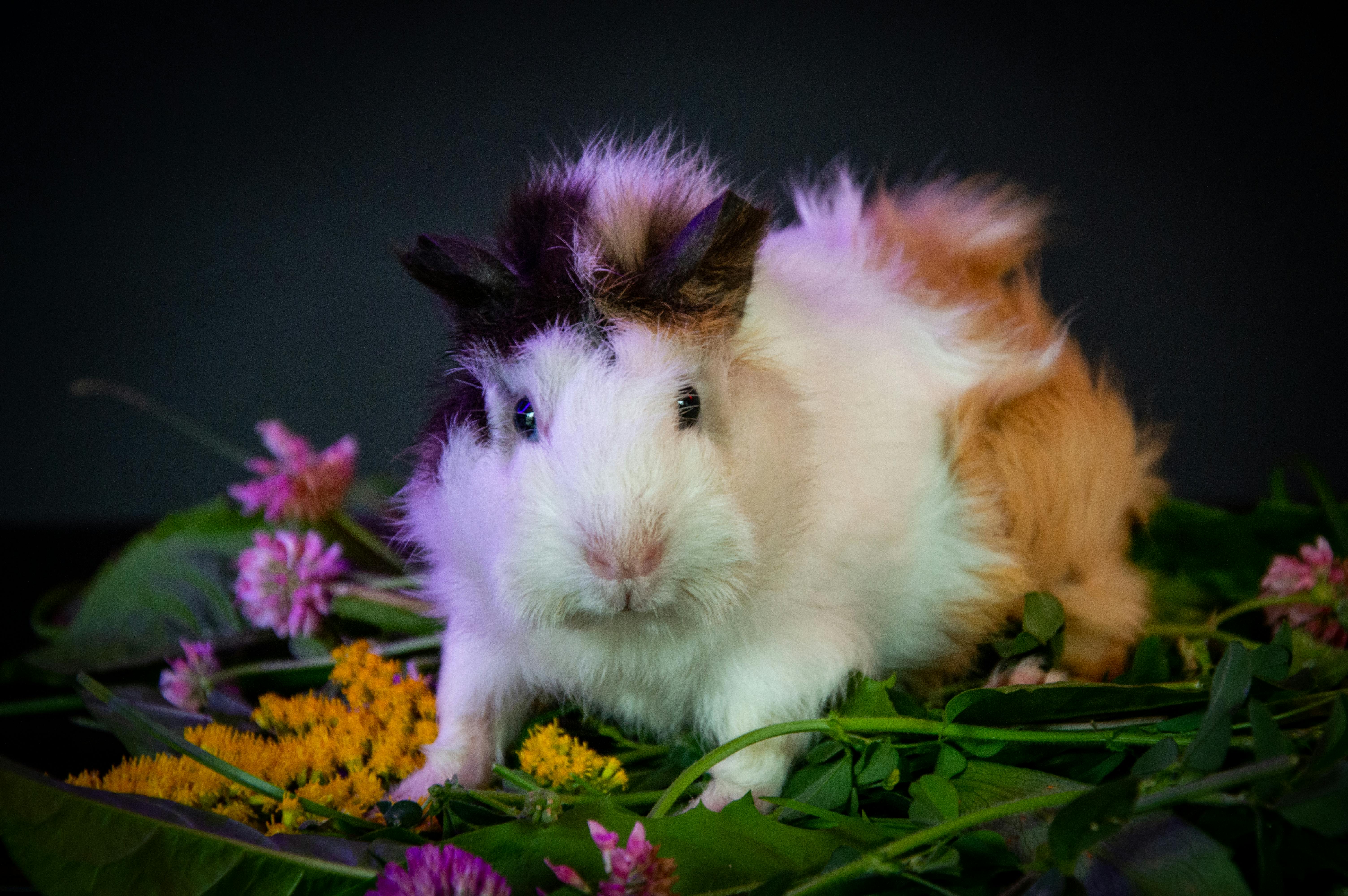 A selection of amazing hamster names