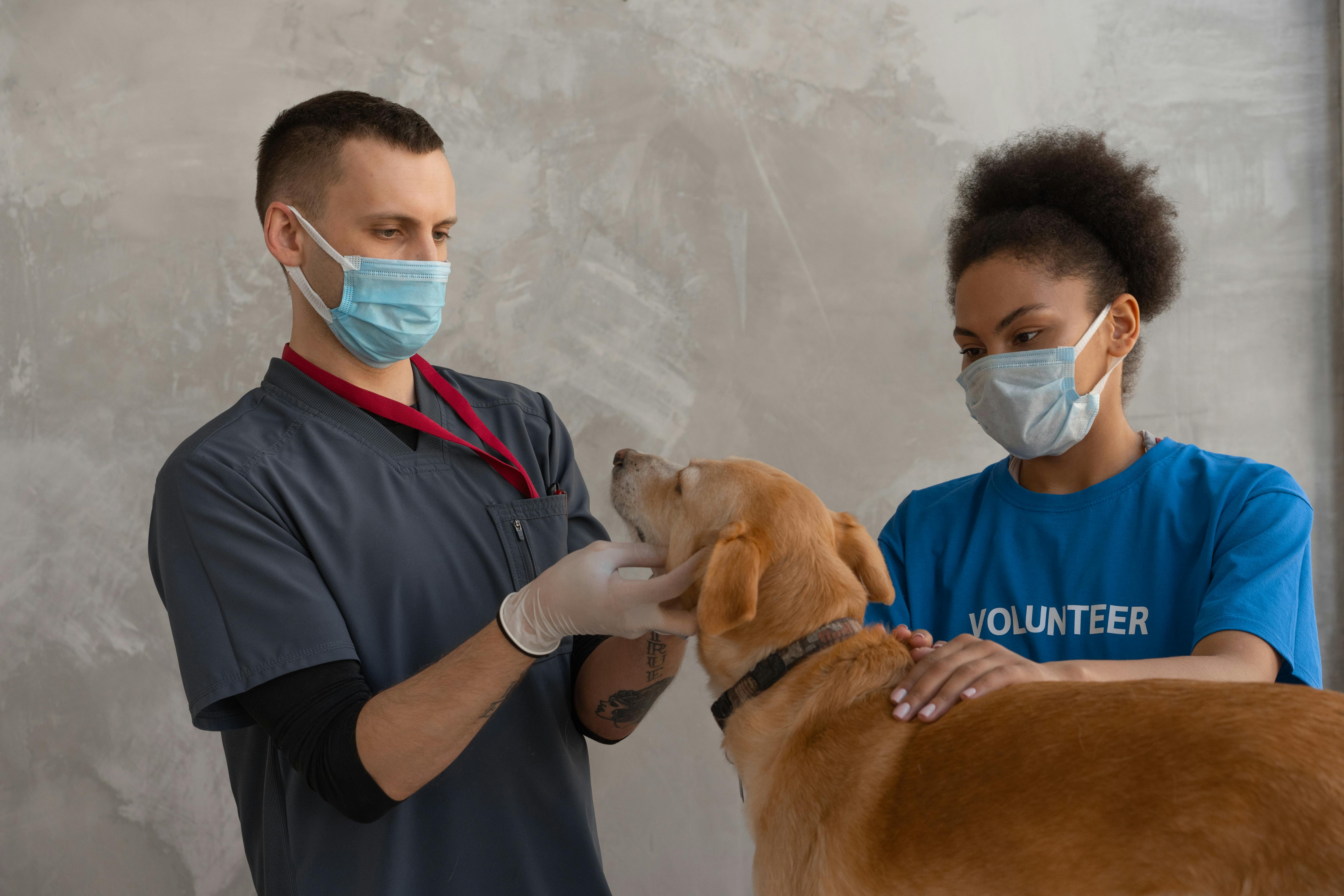 Hamster Vet Consultation